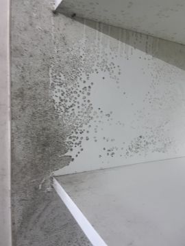 Mold Removal Expert