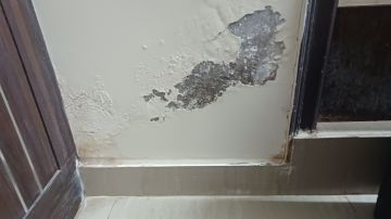 Mold Inspection and Removal