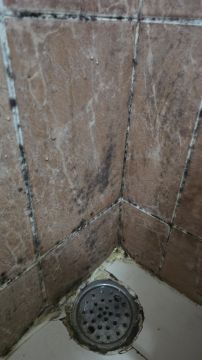 Mold Removal Expert