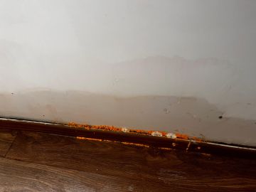 Mold Inspection and Removal