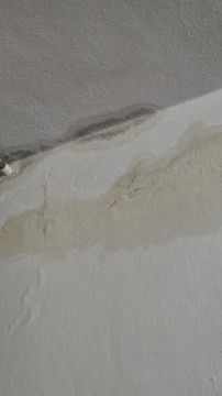 Mold Removal Expert