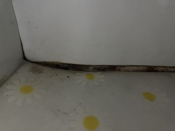 Mold Removal Expert