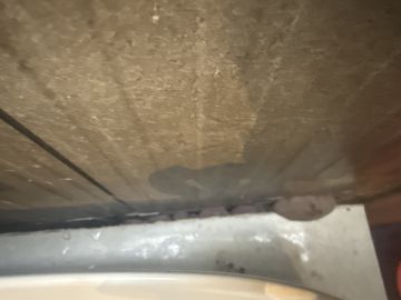 Mold Removal Expert