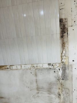 Mold Removal Expert