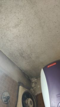 Mold Inspection and Removal