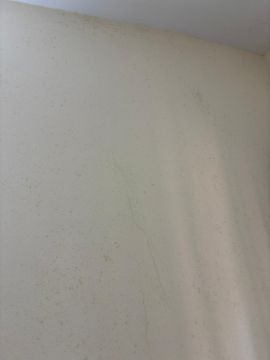 Mold Removal Expert