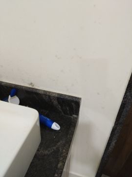 Mold Removal Expert