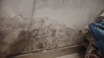 Mold Inspection and Removal