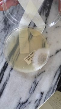 Mold Removal Expert