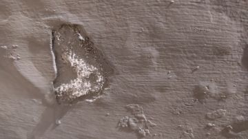 Mold Removal Expert