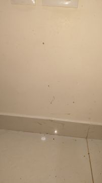 Mold Inspection and Removal