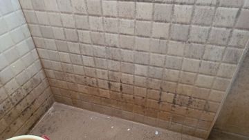 Mold Inspection and Removal