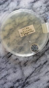 Mold Removal Expert - Domestic Services