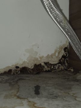 Mold Inspection and Removal
