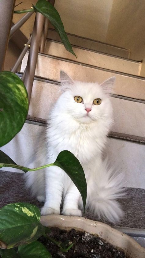 Cat sitter - Golconda - Dog Walking