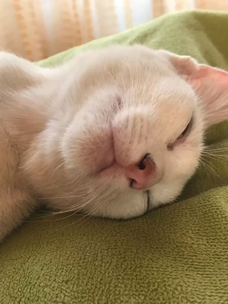 Cat sitter - Golconda - Cat Sitting