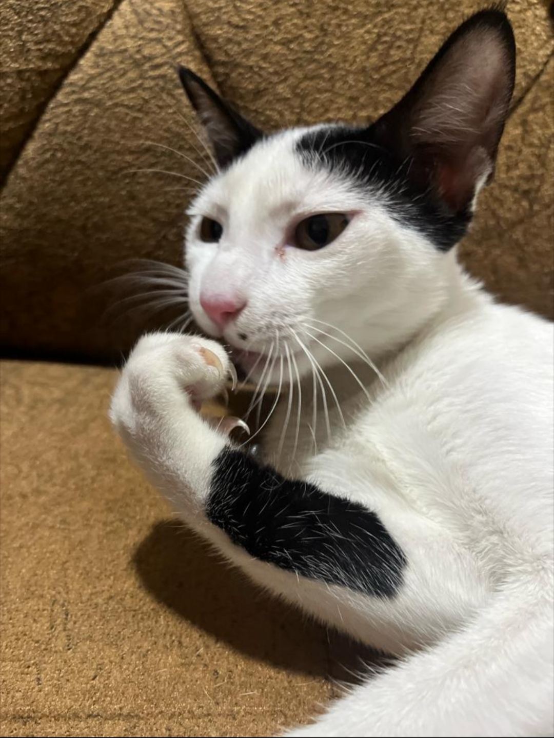 Cat sitter - Golconda - Pet Sitting