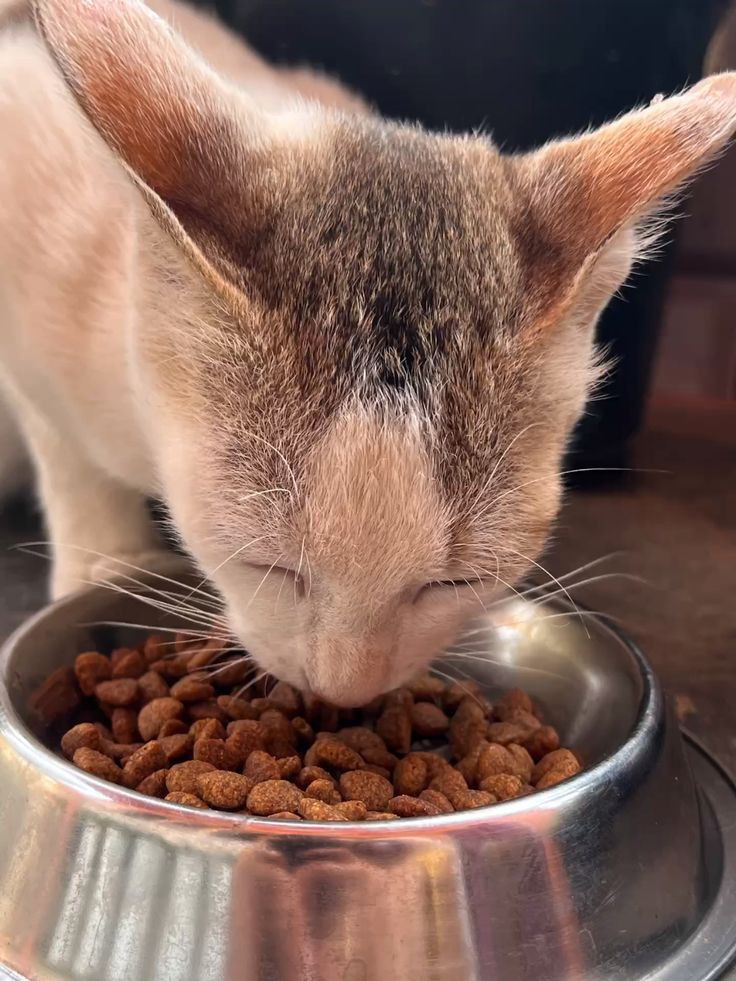 Cat sitter - Golconda - Dog Sitting