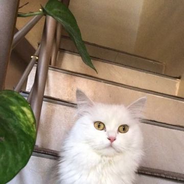 Cat sitter - Golconda - Dog Walking