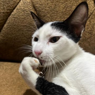 Cat sitter - Golconda - Pet Sitting