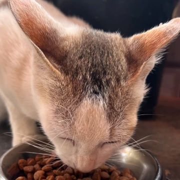Cat sitter - Golconda - Dog Sitting