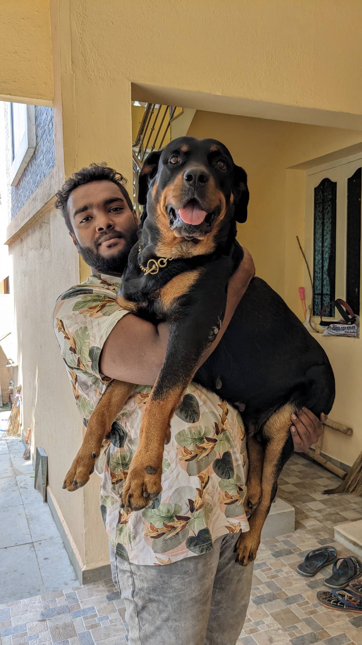 Pet sitter - Tambaram - Dog Walking