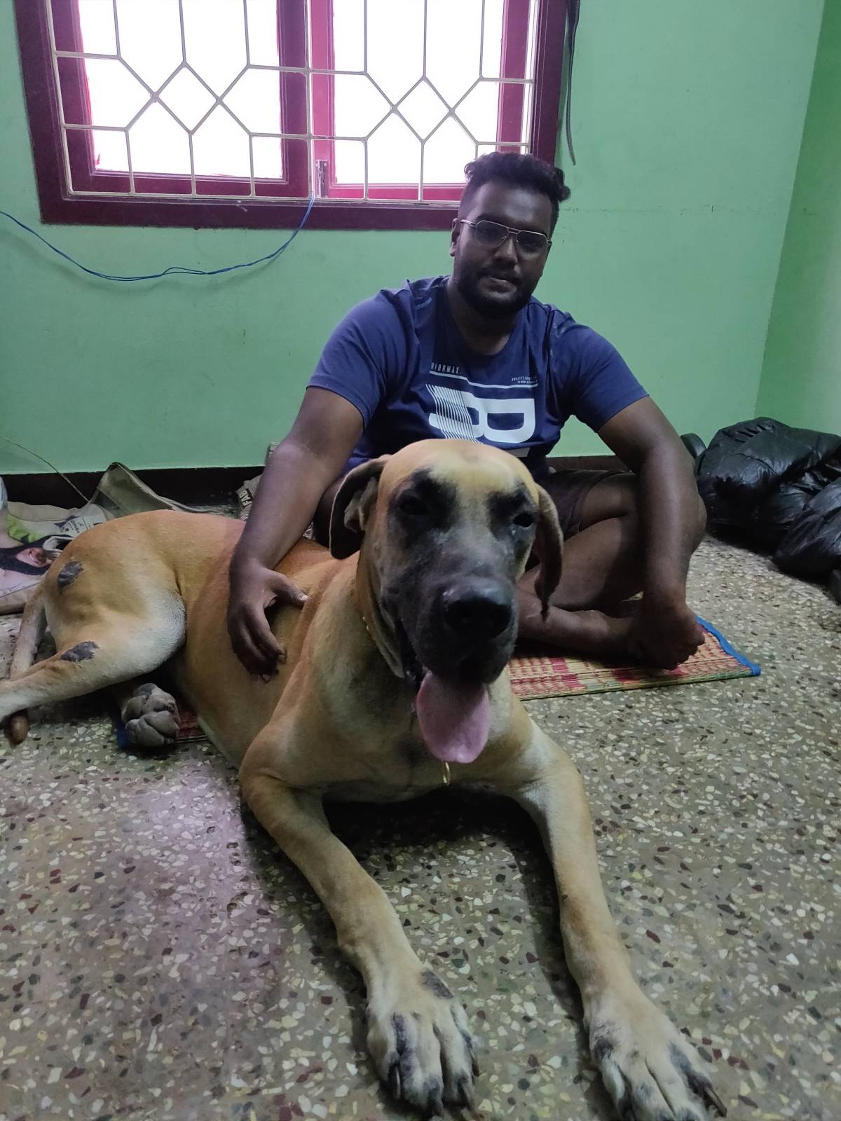 Pet sitter - Tambaram - Dog Walking