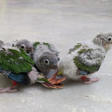 Pet sitter - Tambaram - Pet Sitting and Walking