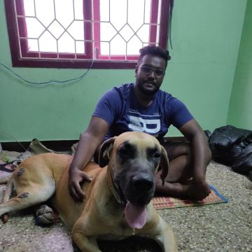 Pet sitter - Tambaram - Dog Walking