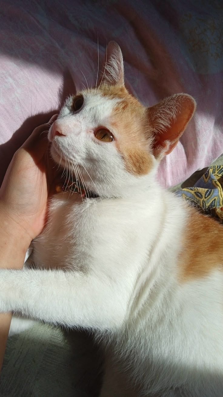 Cat sitter - Golconda - Pet Care