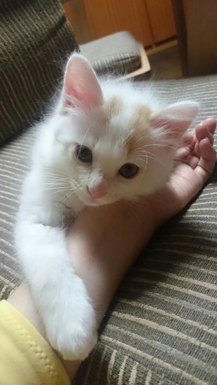 Cat sitter - Golconda - Cat Sitting