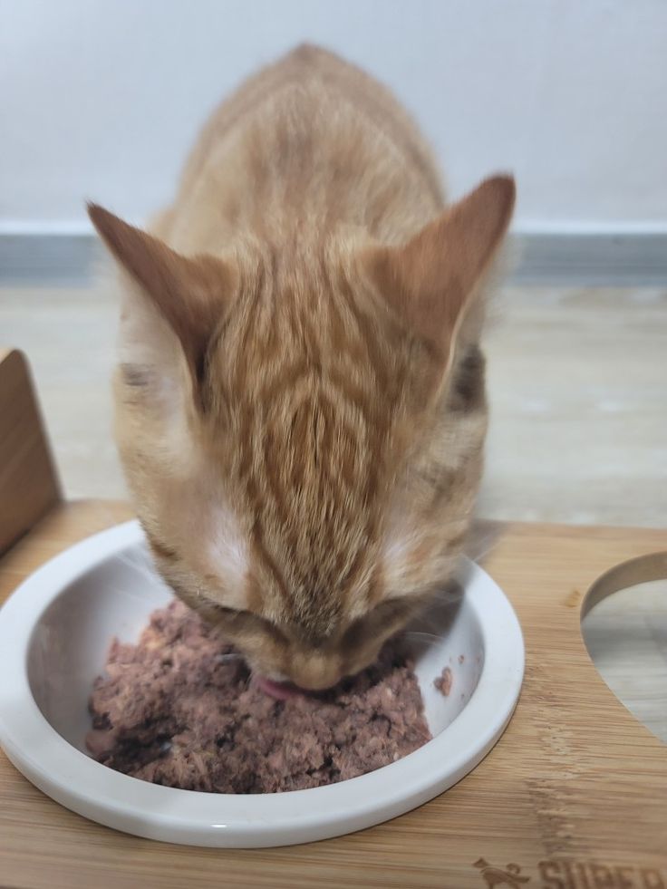 Cat sitter - Golconda - Dog Boarding