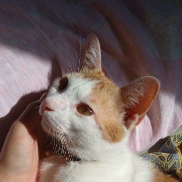 Cat sitter - Golconda - Pet Care
