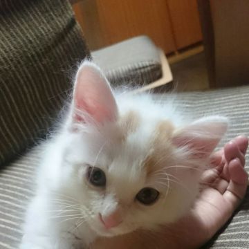 Cat sitter - Golconda - Cat Sitting