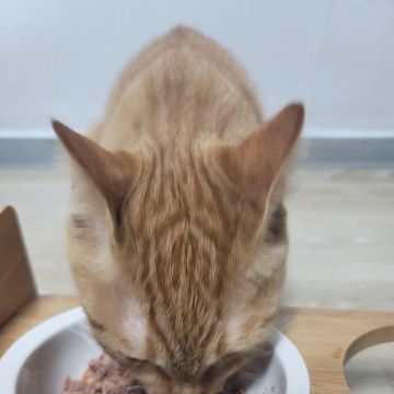 Cat sitter - Golconda - Dog Boarding