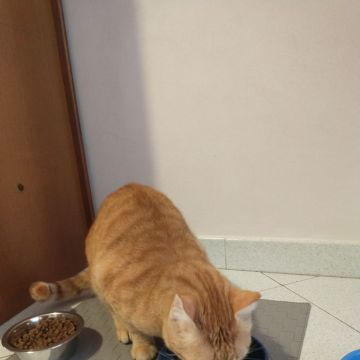 Cat sitter - Golconda - Dog Walking