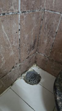 Mold Removal Expert