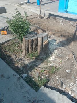 Técnico de trituradora