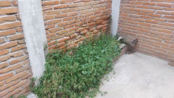 Weeding