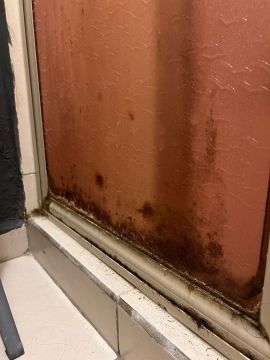 Mold Removal Expert