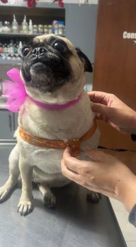 Nutricionista para Animales
