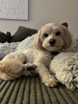 Dog Hotel