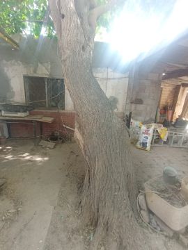 Poda y mantenimiento de árboles