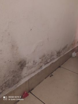 Experto en eliminación de moho - Servicios Domésticos