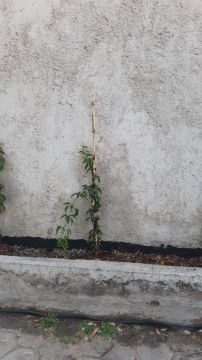 Instalación de sistemas de aspersores