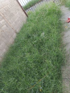 Weeding professional