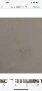 Mold Removal Expert - Domestic Services