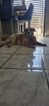 Hospedaje de perros