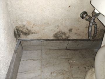 Experto en eliminación de moho