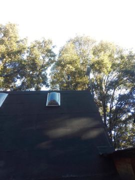 Tree Trimming and Maintenance - Lawncare